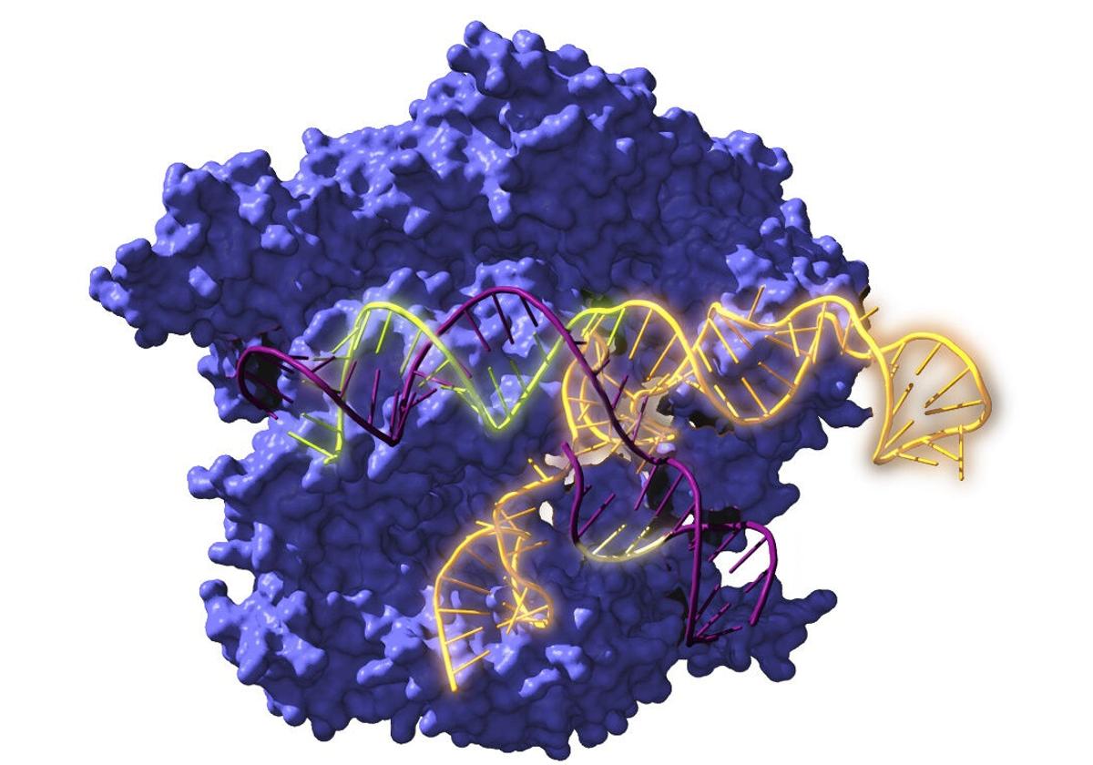 Los investigadores creen que el nuevo sistema es «más versátil que el complejo clásico CRISPR-Cas9» (en la imagen)