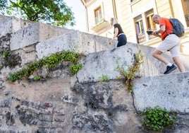Vegetación en las juntas de la escalera de las torres de Serranos.