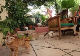 Gatos en una vivienda, en una imagen de archivo.