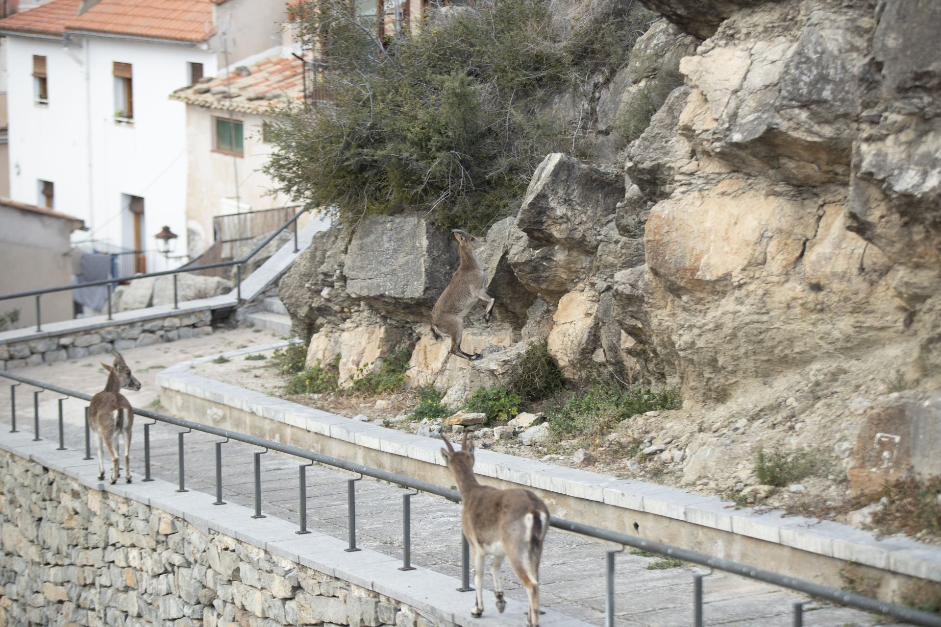 FOTOS | Las cabras montesas invaden Jérica