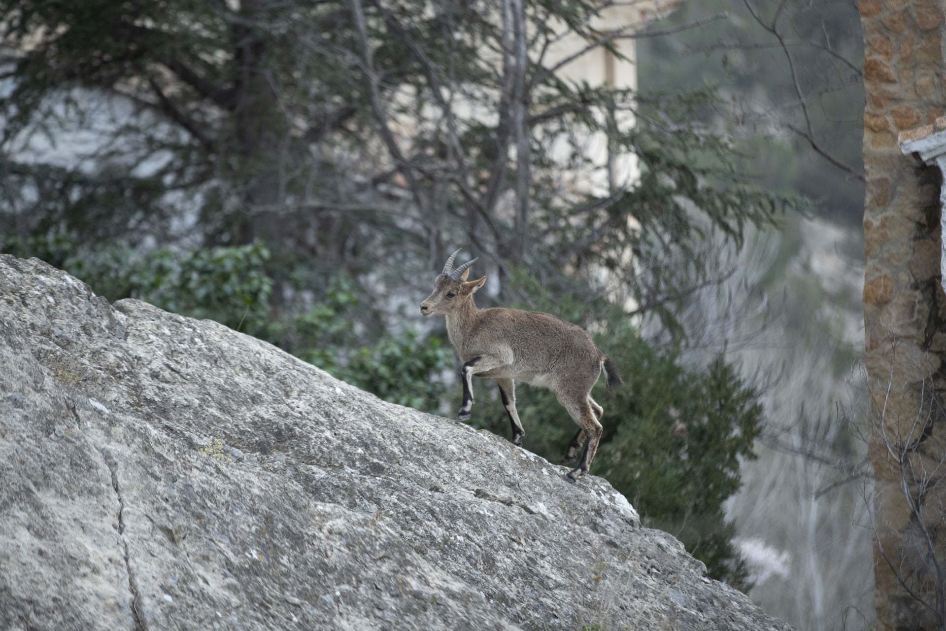 FOTOS | Las cabras montesas invaden Jérica