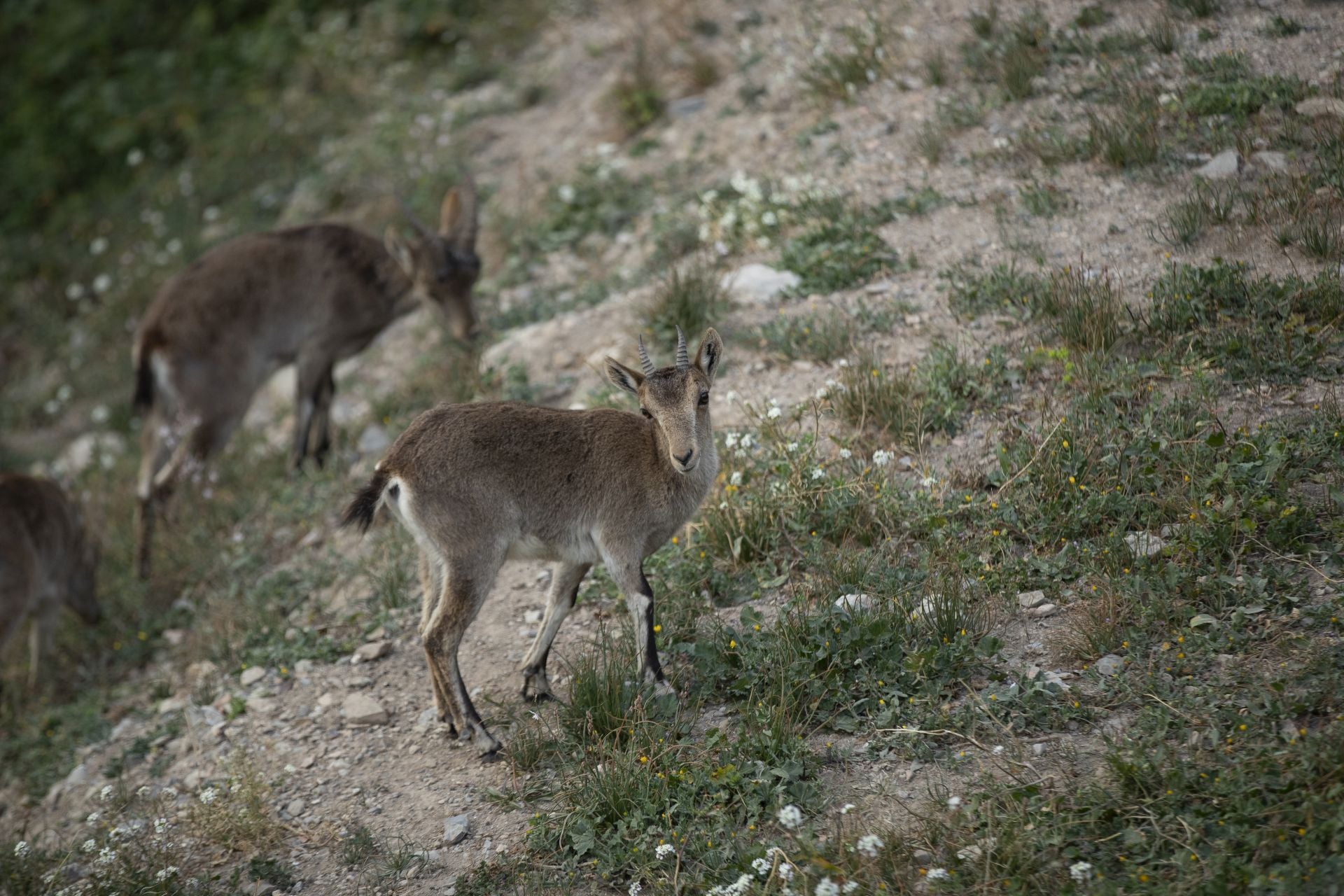 FOTOS | Las cabras montesas invaden Jérica
