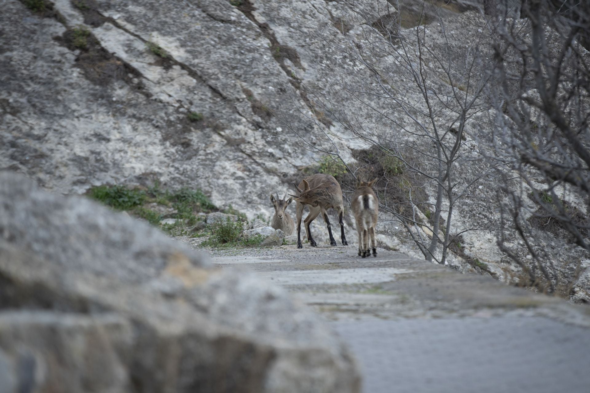 FOTOS | Las cabras montesas invaden Jérica