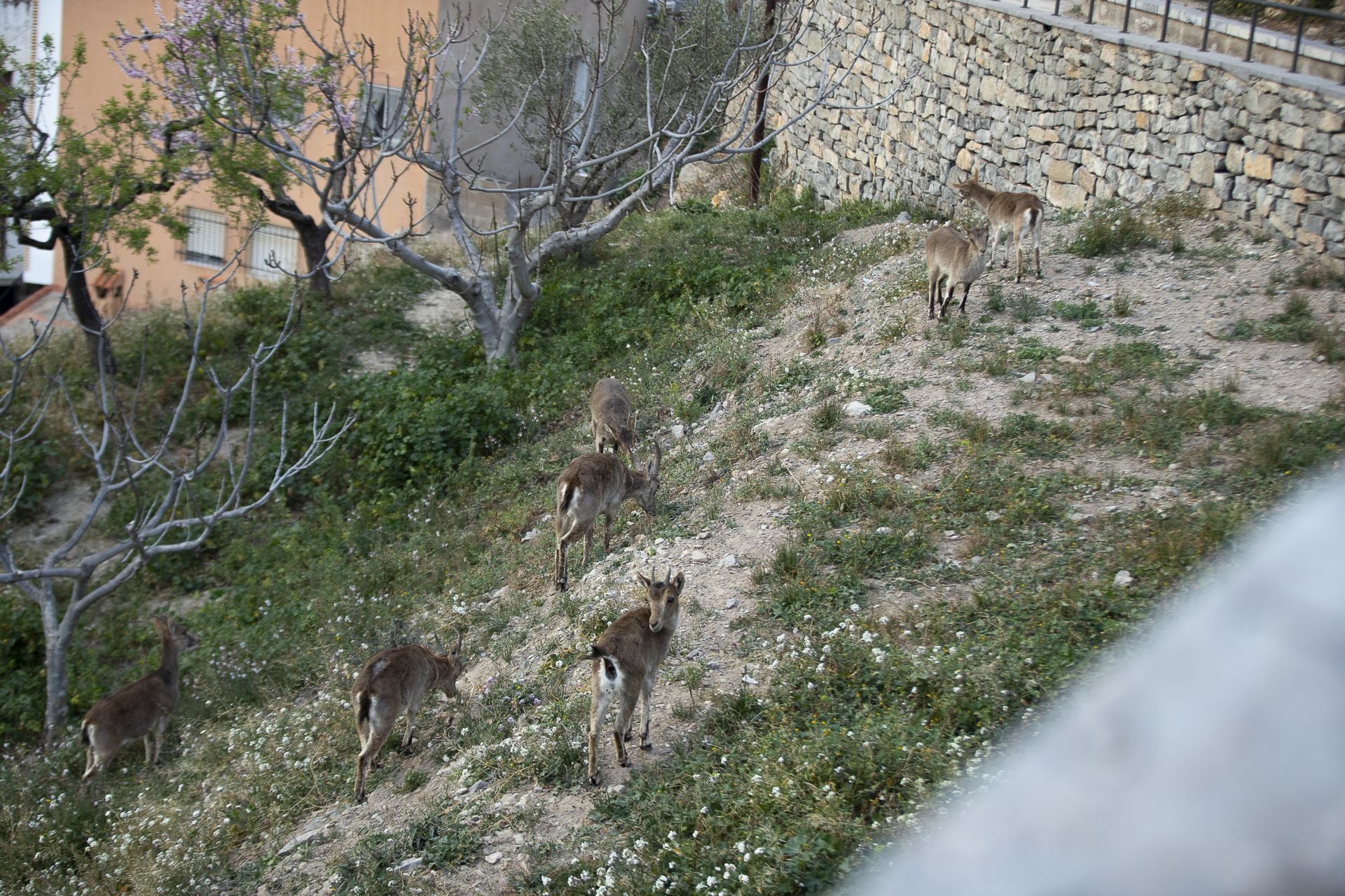FOTOS | Las cabras montesas invaden Jérica