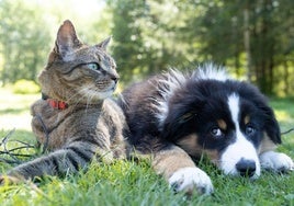 Un perro y un gato en una imagen de archivo.