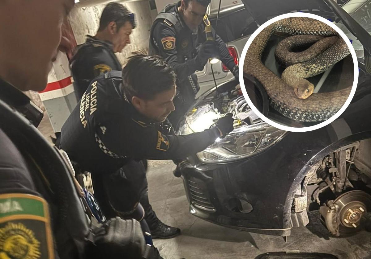 Sacan una culebra venenosa de tres metros del interior del motor de un coche en Valencia