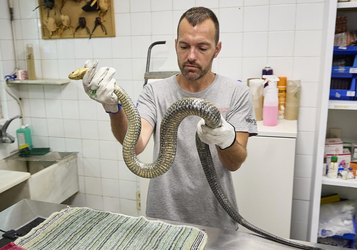 El veterinario Josep Lerma, con la culebra bastarda, en 'La Granja de El Saler', el Centro de Recuperación de Fauna de la Conselleria de Medio Ambiente.