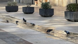 Palomas bebiendo en una fuente de Alzira.