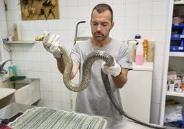 El veterinario Josep Lerma, con la culebra bastarda, en 'La Granja de El Saler', el Centro de Recuperación de Fauna de la Conselleria de Medio Ambiente.