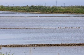 Campos de arroz del parque de la Albufera inundados para la siembra.