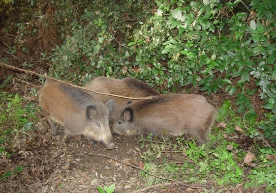 Unos jabalíes en el campo.