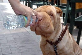 Un perro toma agua de un botellín que le sirve su dueña,, en una imagen de archivo.