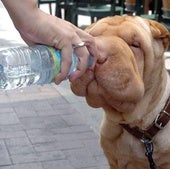 Un perro toma agua de un botellín que le sirve su dueña,, en una imagen de archivo.