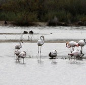 Unas aves en el parque natural de la Albufera.
