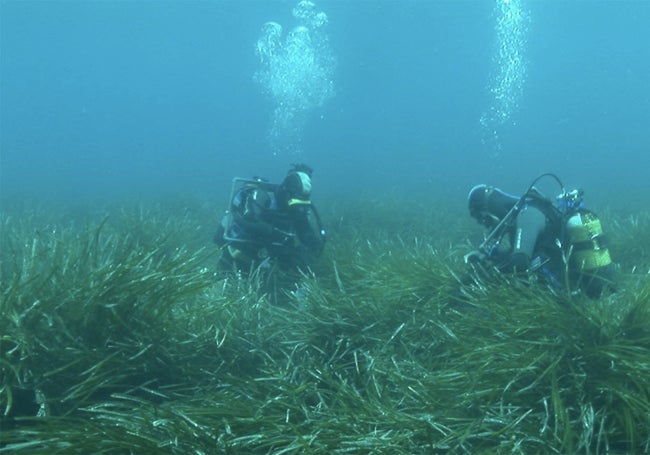 Pradera de 'Posidonia oceánica'.