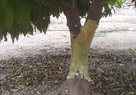 Más defensa. Un labrador recoge patatas en cajas, modalidad para venta directa a hostelría y tiendas de barrio.