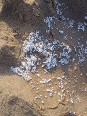 Material que ha aparecido en varias playas de la Safor.