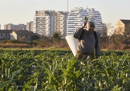 Un agricultor recoge alcachofas en l'Horta Nord.