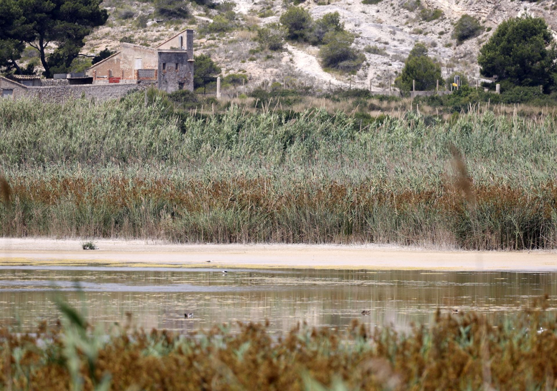 Imagen principal - El renacer de la antigua laguna de Sant Llorenç