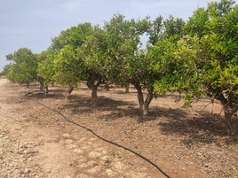 Instalación de riego por goteo en un campo de la Ribera.