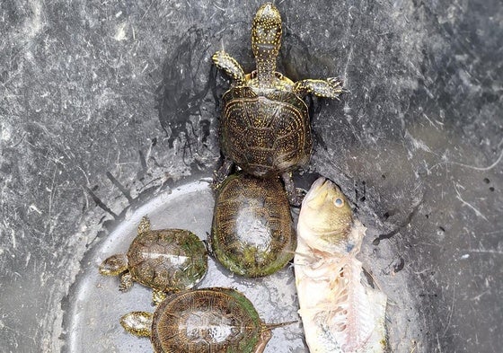 Tortugas censadas en el ullal.