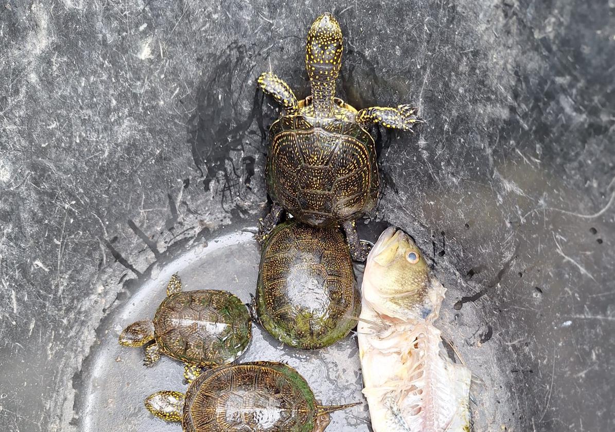 Tortugas censadas en el ullal.