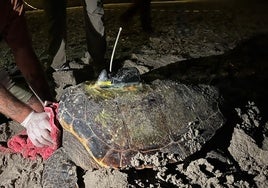 La tortuga Diana en una playa de Denia.