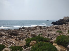 Cañas en la zona de los acantilados en el Faro.