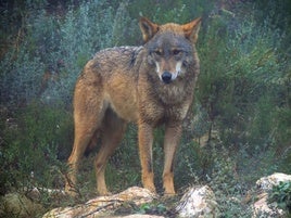 Un lobo ibérico en cautividad.