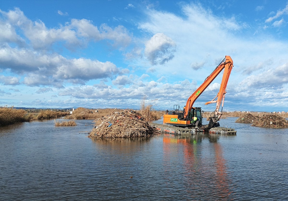 'Reviure l'Albufera', una acción coordinada para recuperar el ecosistema tras la dana