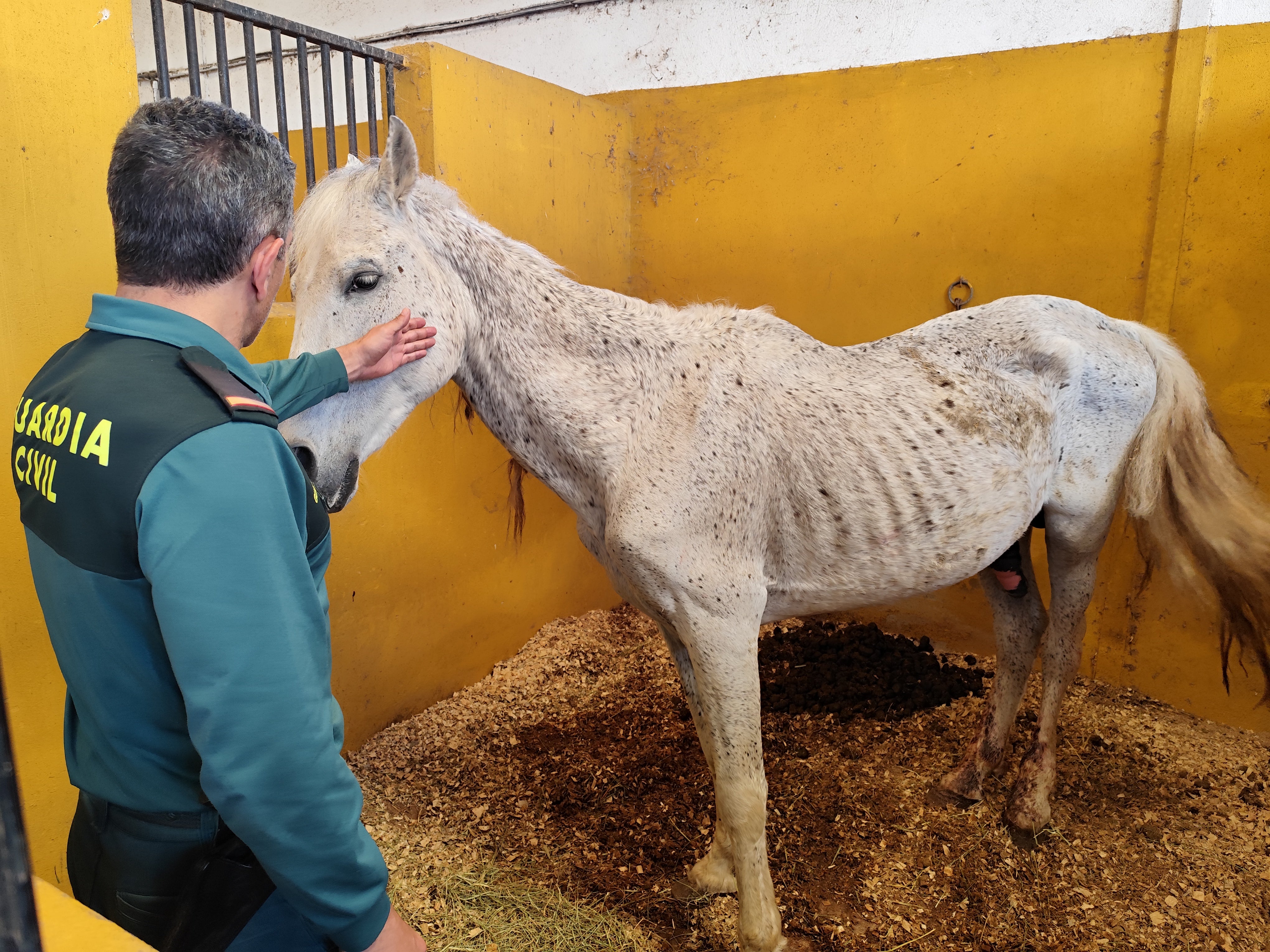 Uno de los caballos en un estado de salud muy deficiente.