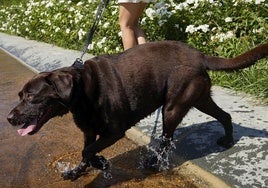 Una mujer refresca a su perro en el parque de Cabecera.