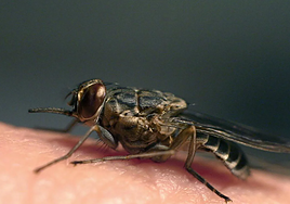 El sencillo truco del papel de aluminio para ahuyentar a las moscas de casa
