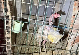 Uno de los animales rescatados por la Policía Local en el barrio de Nazaret.