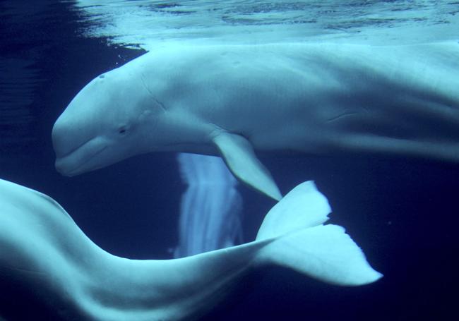 Dos ejemplares de beluga en el acuario de Georgia.