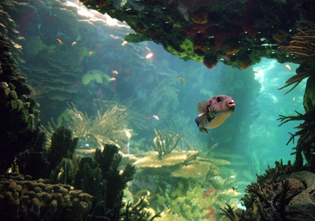 Oceanário de Lisboa.
