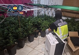Un policía inspecciona una de las plantaciones de marihuana.