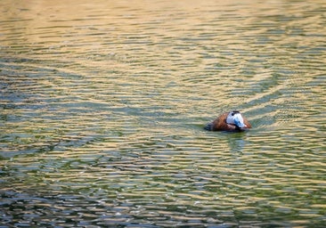 Lo mejor y lo peor en la gestión del medio ambiente por parte del Consell