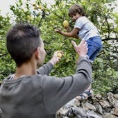Unos chavales recogen un par de limones de un limonero con poca cosecha.