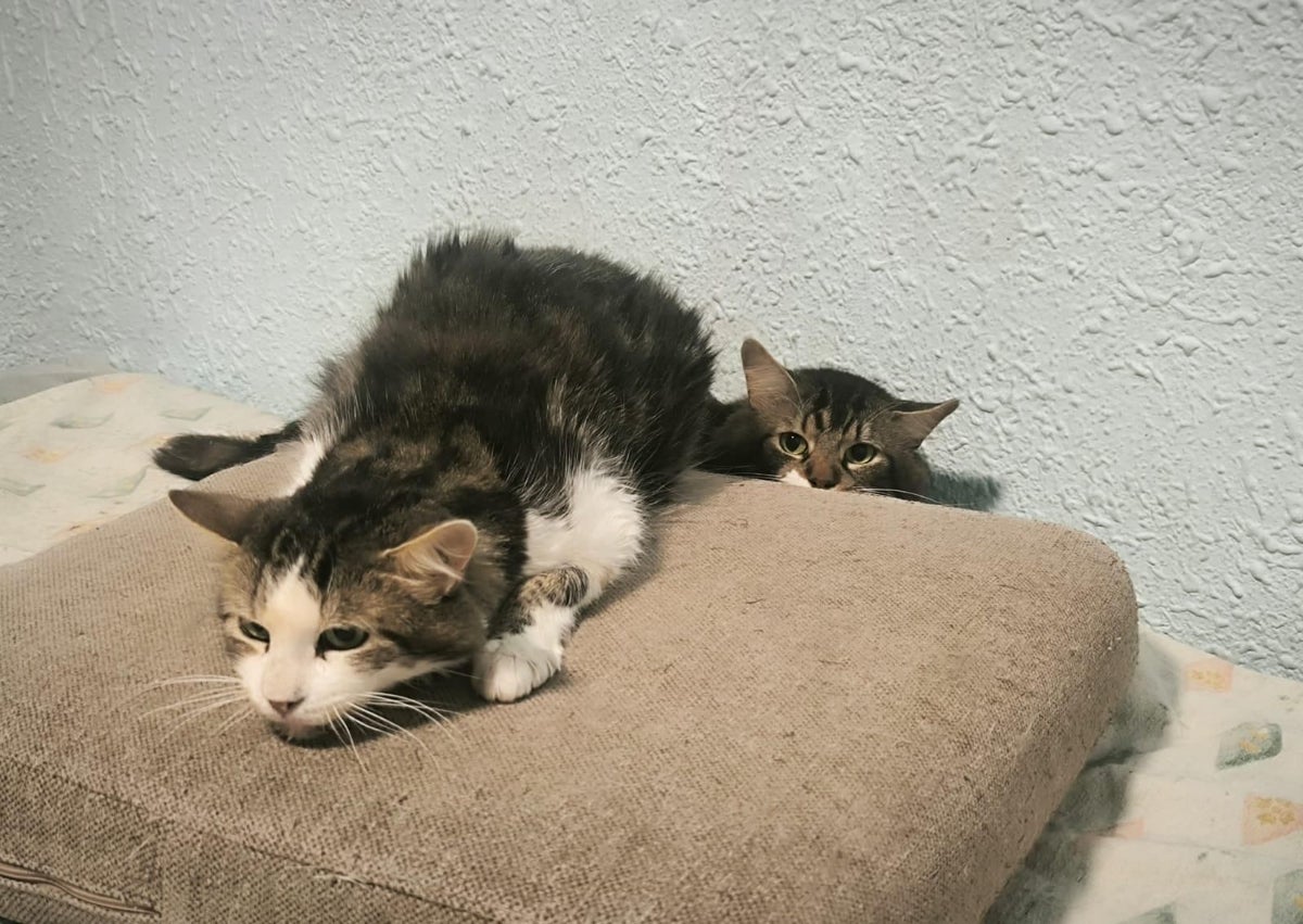 Imagen secundaria 1 - Gatos en la cocina y en una habitación de la vivienda.