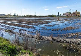 Campos entre El Palmar y el Perellonet.