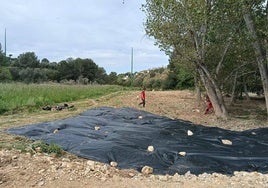 Colocación de lonas en una zona de cañaveral en Riba-roja.