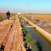 Restos de la dana, acumulados alrededor de una acequia de la Albufera.