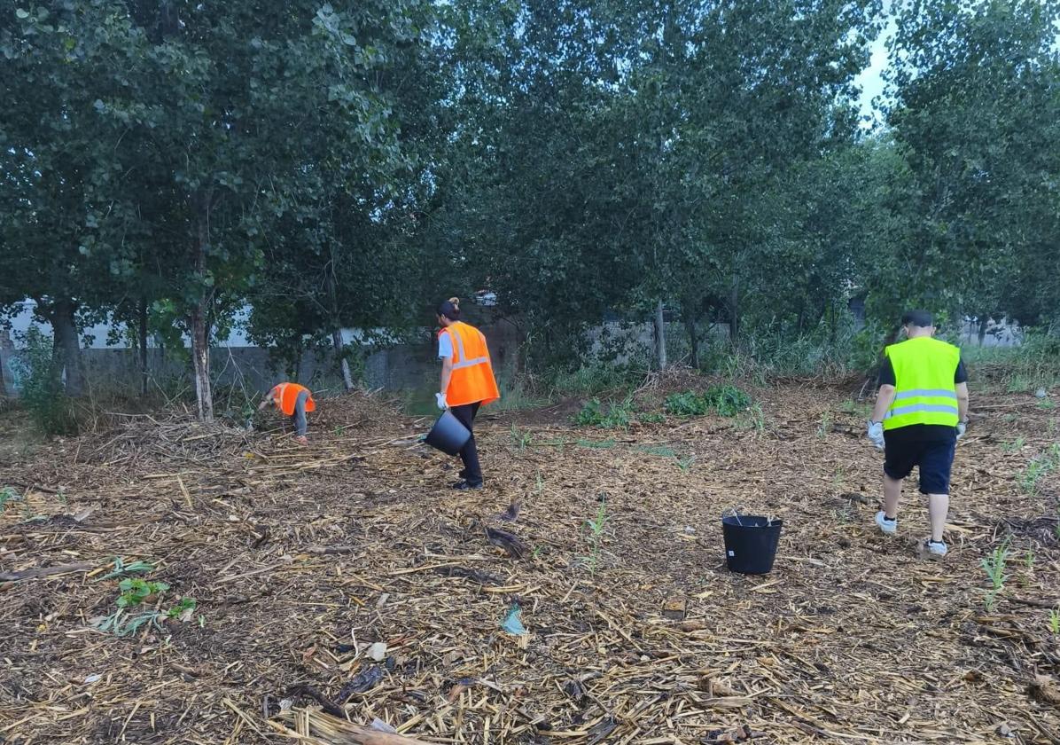 Operarios en tareas de limpieza en el parque del Turia.