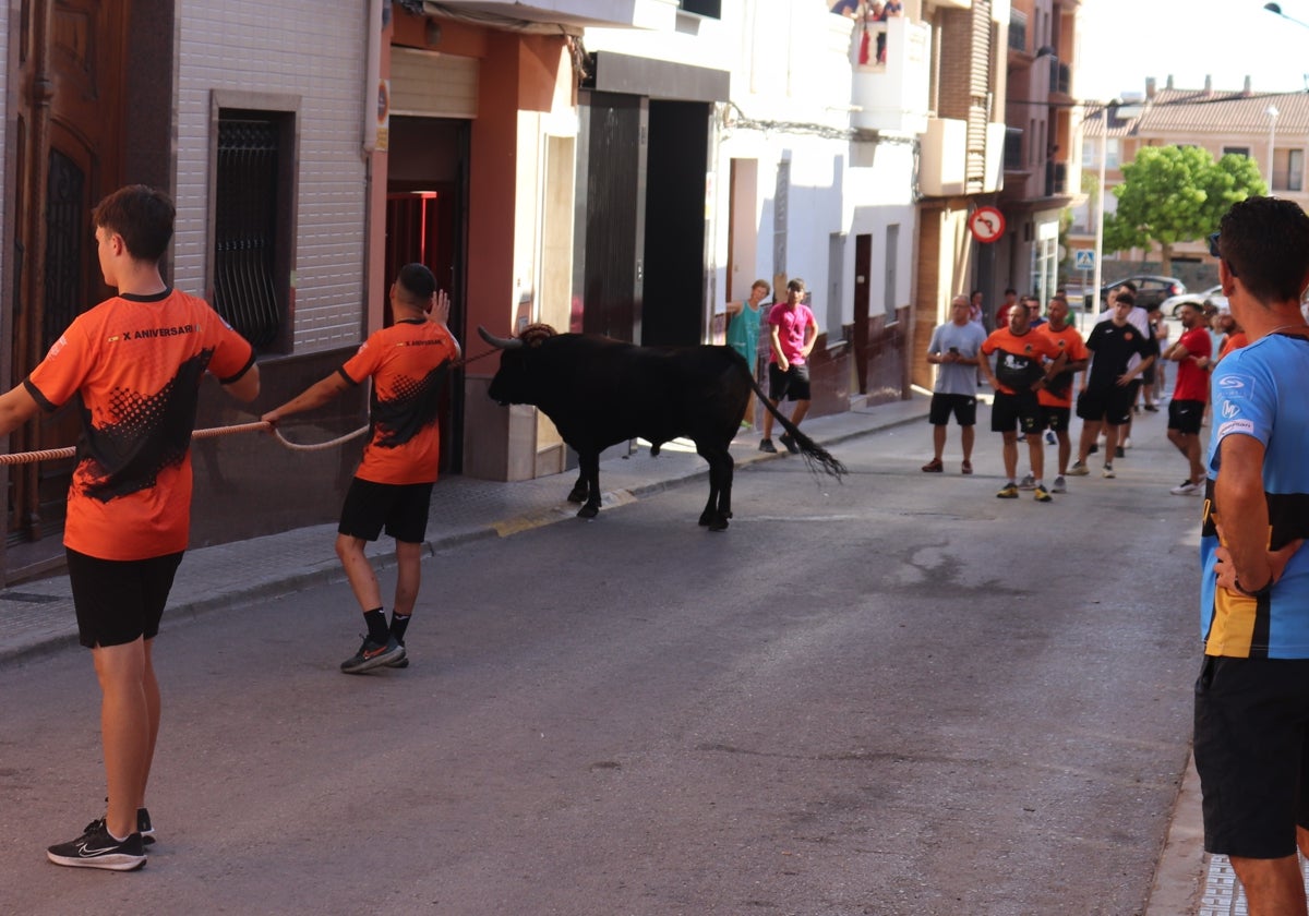 Bou en corda en Picassent tras seguir la fiesta pese a la grave cogida.