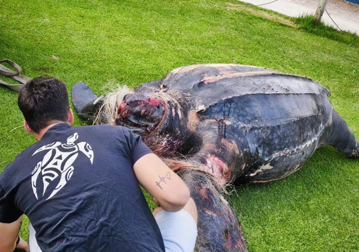 La tortuga laúd aparece muerta.