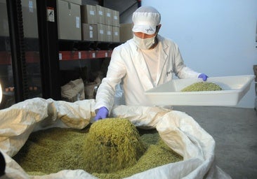 Este alimento cotidiano aumenta la longevidad, según recientes investigaciones