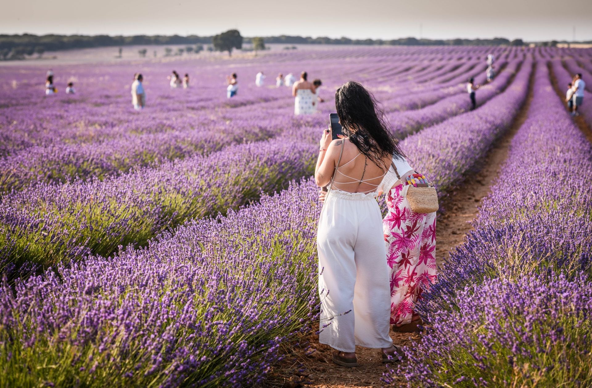 FOTOS | Los románticos campos de lavanda en Brihuega (Guadalajara)