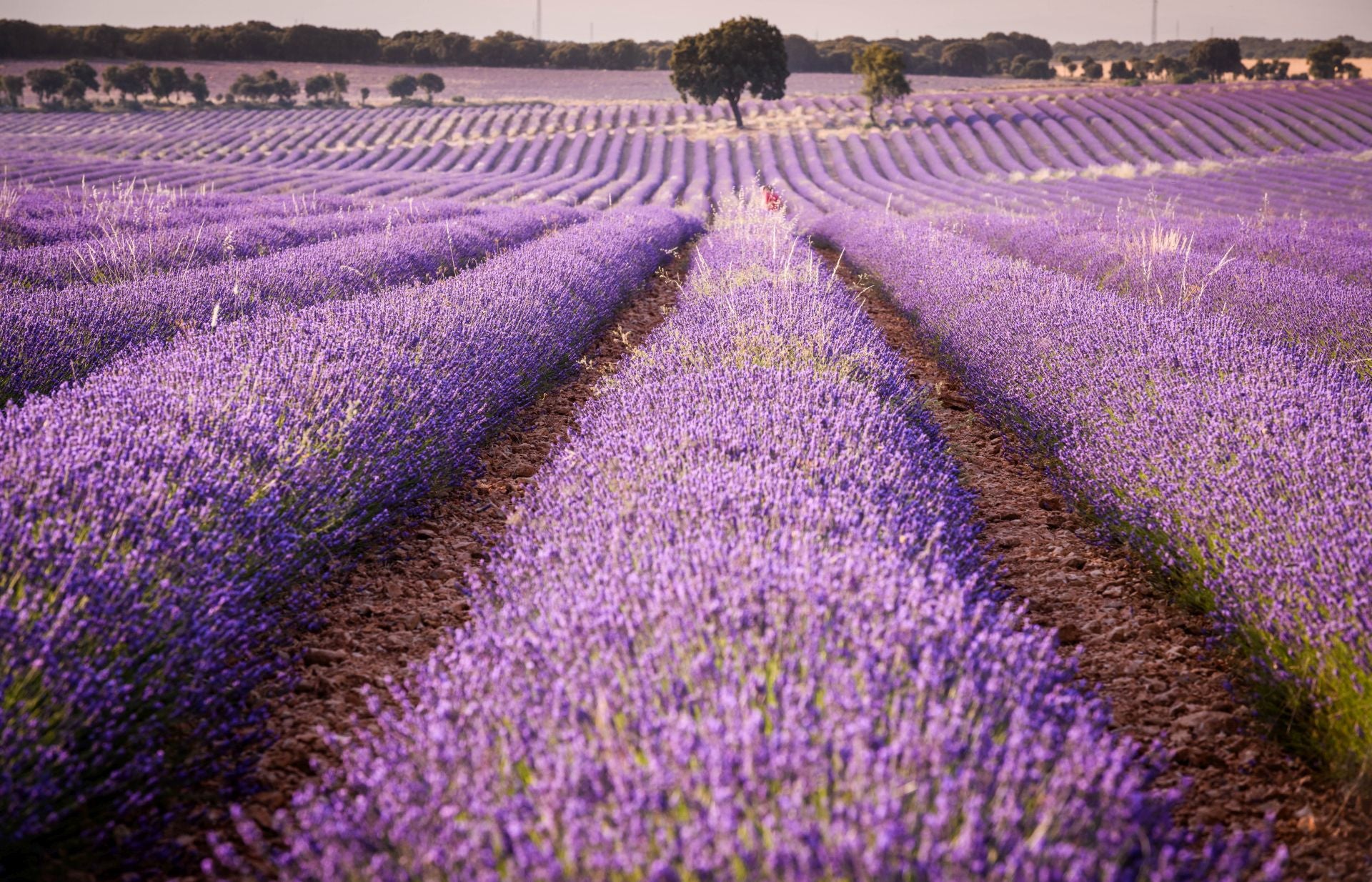 FOTOS | Los románticos campos de lavanda en Brihuega (Guadalajara)