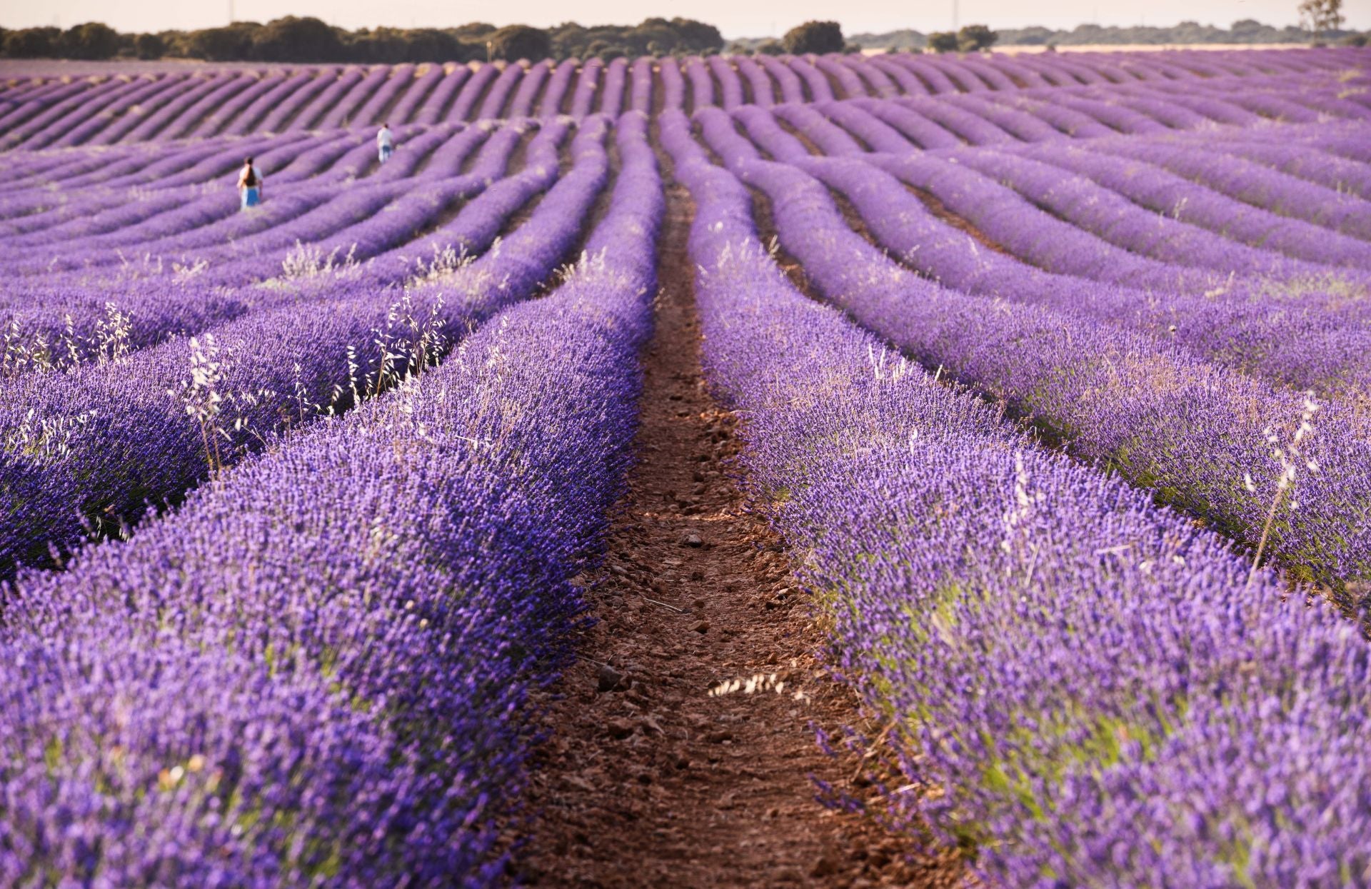 FOTOS | Los románticos campos de lavanda en Brihuega (Guadalajara)